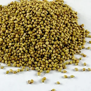 Coriander / ድምብላል